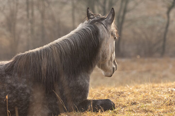 liegender Schimmel im Gegenlicht
