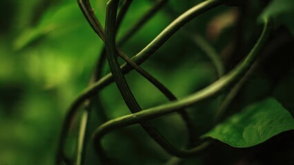 Entangled green vines in lush nature setting