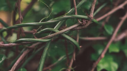 Entangled Vines in a Garden Setting
