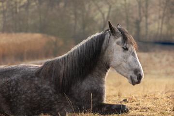 liegender Schimmel im Gegenlicht