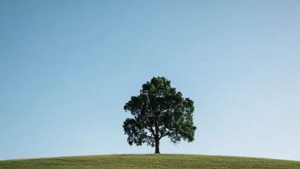 Fototapeta premium Lone Tree on Hill Under Blue Sky