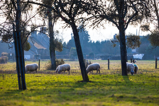 Sheep grazing in winter in an apple orchard typical of the Norman bocage in Proussy (Cond&eacute;-en-Normandie)