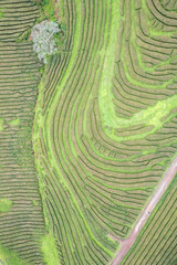 Green landscape of a tea plantation in Europe the concept of sustainable production