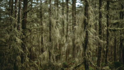 Fototapeta premium Moss-covered trees in a Pacific Northwest forest