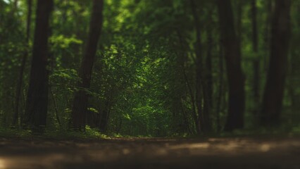 Obraz premium Sunlit Forest Path
