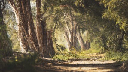 Fototapeta premium Tranquil Path Through a Forest Grove