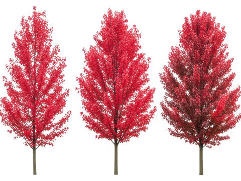 Three red trees isolated on transparent background