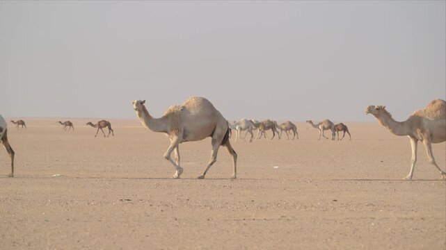 Video of Camels walking in a desert. The desert is empty and the sky is cloudy. The camels are the only animals in the scene. Camel caravan.