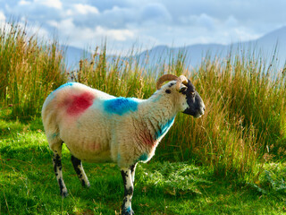 A marked horned sheep stands in a green field filled with tall grasses. The sheep has red and blue paint on its wool. Mountains are visible in the background under a partly cloudy sky.