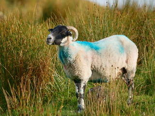 A mature sheep stands in a field of long grass on a sunny day. The sheep is white with a black face and has curly horns. Blue paint marks the wool on its back.
