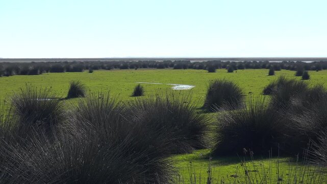 Panoramic view of juncus reeds across green grassland on flat alluvial plain in Kizilirmak Delta. Untouched wetland landscape in Samsun Anatolia shows natural vegetation and calm lowrelief terrain.