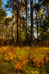 Obraz premium Autumn forest landscape featuring tall pine trees and vibrant golden ground cover, bathed in sunlight. Seasonal fall colors