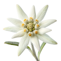 Obraz premium Ivory Alpine Edelweiss Flower Isolated on White Background, Rare Mountain Flower PNG