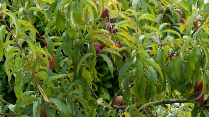 (Prunus persica) P&ecirc;cher de vigne au feuillage retombant, dense et  lanc&eacute;ol&eacute; sur des rameaux dress&eacute;s portant des p&ecirc;ches duveteuse rouges 
