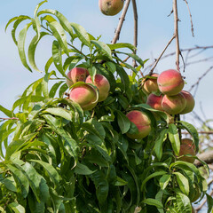 Grappes de p&ecirc;ches vineuses au milieu d'un feuillage dense lanc&eacute;ol&eacute; sur une branche de p&ecirc;cher de vigne (Prunus persica)