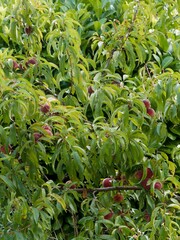 Prunus persica | P&ecirc;cher de vigne, arbre fruitier produisant des fruits rouge&acirc;tres 'p&ecirc;ches' &agrave; la peau duveteuse, port&eacute;s par des branches couvertes de feuilles lanc&eacute;ol&eacute;es vertes, retombantes
