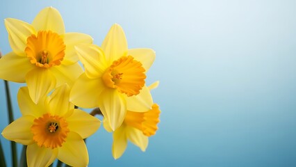 Fototapeta premium Vibrant daffodils against a gradient blue background, creating a cheerful, spring feeling. The yellow petals and orange center are in beautiful detail.