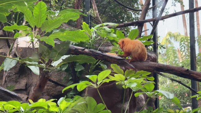 Golden lion tamarin Leontopithecus rosalia perched on tree branch in tropical enclosure