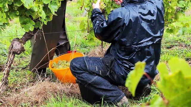 A grape picker collects grapes into the bascket in the heavy rain. Manual work on nature in hard conditions concept . Alsace, France