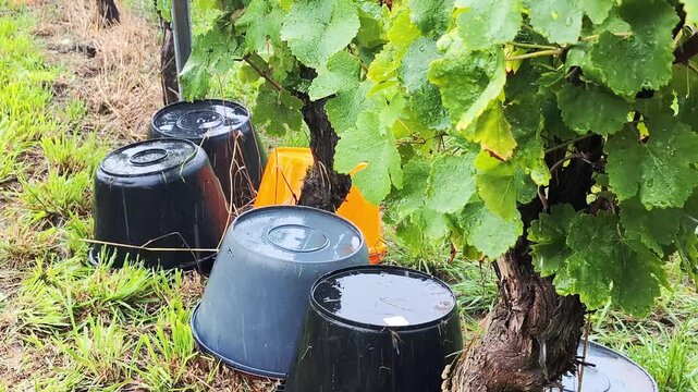 The grape harvest was interrupted by heavy rain. Harvest preparation in vineyard with buckets on fall season in Alsace, France