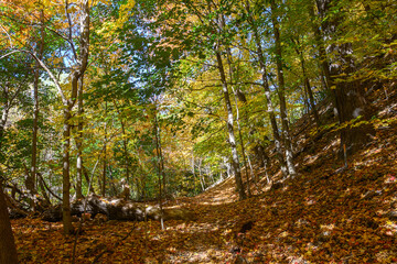 Obraz premium Autumn leaves covering forest path in Etienne Brule Park