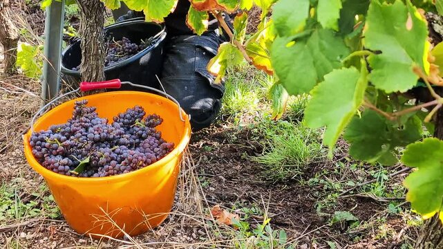 A grape picker collects pinot noir grapes into the bascket . Manual work on nature in hard conditions concept. Alsace, France.