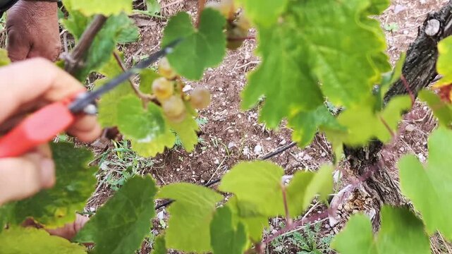 Grape picker's hands cutting a riesling grape bunch one by one with scissors on vineyard during wine harvest season. Alsace, France	