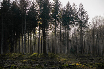 Obraz premium Atmospheric forest scene with morning sunlight streaming through pine and deciduous trees over cleared woodland floor