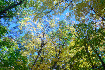 Fototapeta premium Autumn leaves changing color in Etienne Brule Park