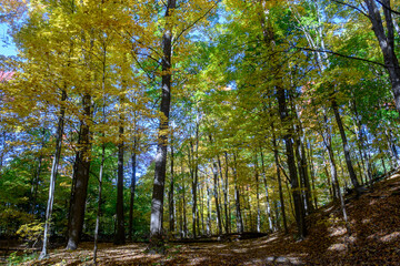 Obraz premium Autumn foliage coloring trees at Etienne Brule Park