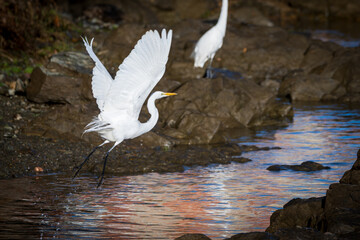 White Egret taking off from river