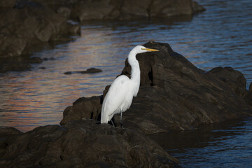 Great White Egret searching for food