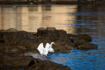 White Egret taking off from river