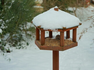 Vogelh&auml;uschen im Winter