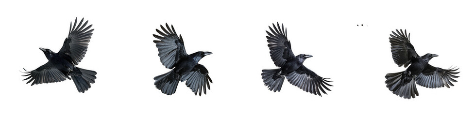 Obraz premium Four stages of a crow in flight wings spread dynamically captured in a sequence on transparent background