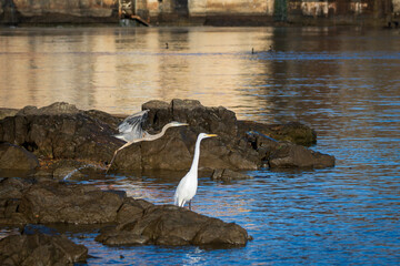 Great White Egret searching for food