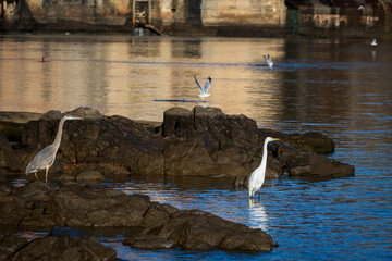 White Egret searching for food
