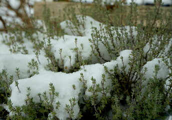 Thymian im Schnee