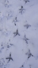 Spuren von Tieren im Schnee