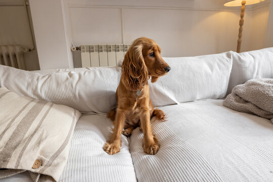Cocker Spaniel marr&oacute;n, sentado en un sof&aacute; en sal&oacute;n blanco y acogedor