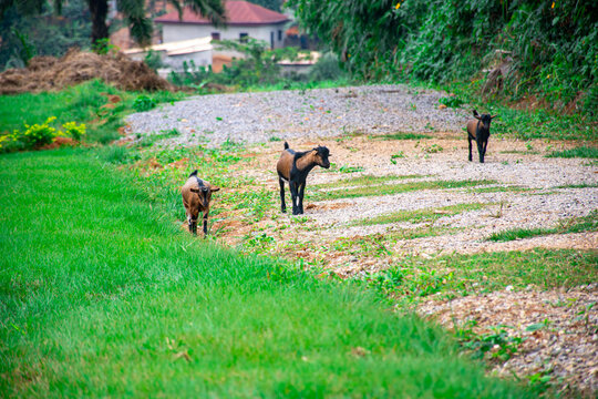 Rural photograph of three young goats walking freely on a green path in an African village
