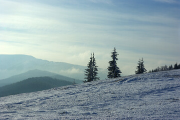 Snowy Mountain Slope with Fir Trees and Misty Winter Layers