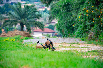 Two young goats grazing side by side in a rural African setting