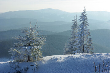 Snowy Fir Trees on a Winter Mountain Ridge