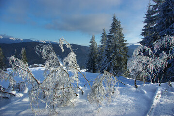 Frozen Shrubs and Snowy Mountain Forest Landscape