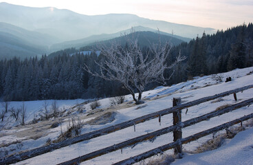 Frosty Winter Hillside with Wooden Fence and Lonely Tree