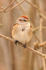 Close up of a cute little American Tree Sparrow sits perhced ona twig 