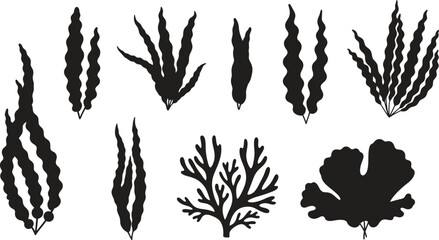 Silhouette of various seaweed and aquatic plant species in black © PIXAVIVE