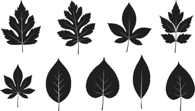 Silhouette of various leaf shapes and types in black on white background