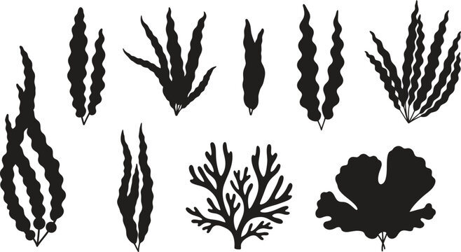 Silhouette of various seaweed and aquatic plant species in black